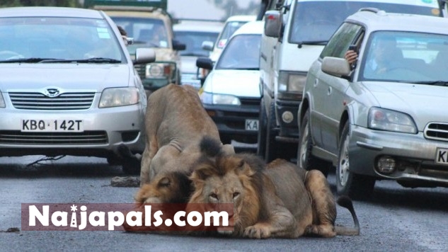 2 Lions Bring Nairobi Traffic To A Halt ?action=dlattach&topic=143400