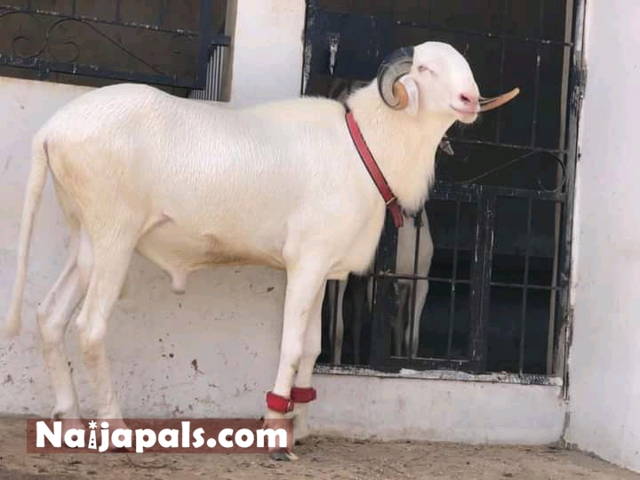 Biggest Bulls Of The World - Ladoum Sheep from Senegal - Facebook - By  Biggest Bulls Of The World - Ram of Ladoum Sheep Ladoum is a breed of Hair  Sheep originated